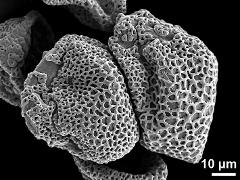 dry pollen grains