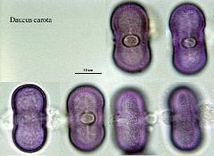 hydrated pollen