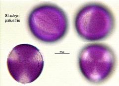 hydrated pollen