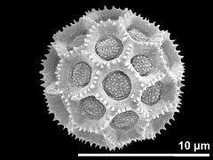 hydrated pollen grain