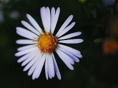 inflorescence of Symphyotrichum lanceolatum