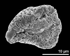 dry pollen grain