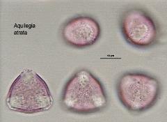 hydrated pollen