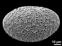 polar distal view