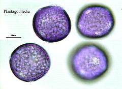 hydrated pollen