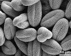 dry pollen grains