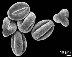 dry pollen grains