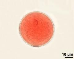 2-celled pollen