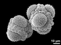 hydrated tetrads