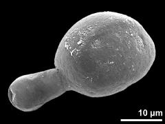 germinating pollen grain