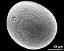 hydrated pollen grain