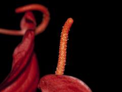 inflorescence of Anthurium scherzerianum