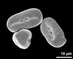 dry pollen grains