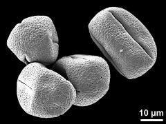 dry pollen grains