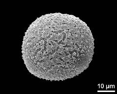 hydrated pollen grain