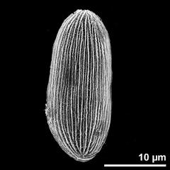 dry pollen grain in equatorial view