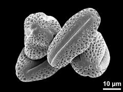 dry pollen grains