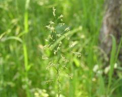 inflorescence(s)