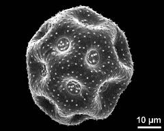 dry pollen grain