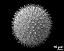 hydrated pollen grain