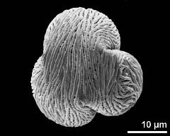 polar view (dry pollen grain)