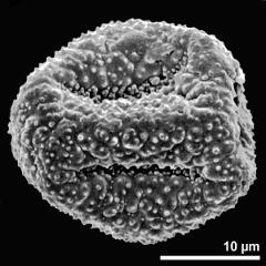 dry pollen grain in equatorial view