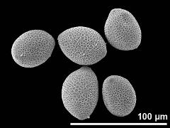 hydrated pollen