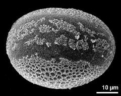 hydrated pollen grain