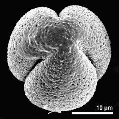 polar view of dry pollen grain