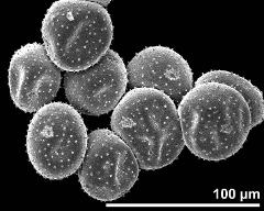 dry pollen grains