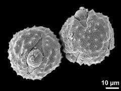 hydrated pollen grains